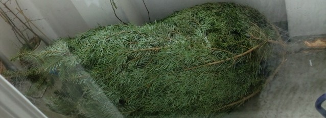 Der Weihnachtsbaum ist da! 