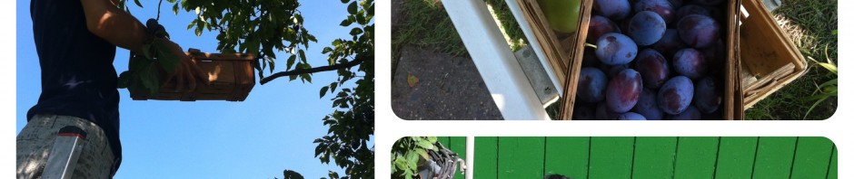 Ein Spätsommertag im Schrebergarten