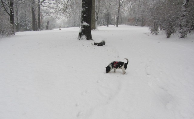 Der erste Schnee!