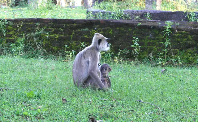 Sri Lanka Polonnaruwa Affenforschung