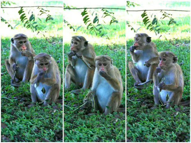Makaken beobachten in Polonnaruwa Sri Lanka