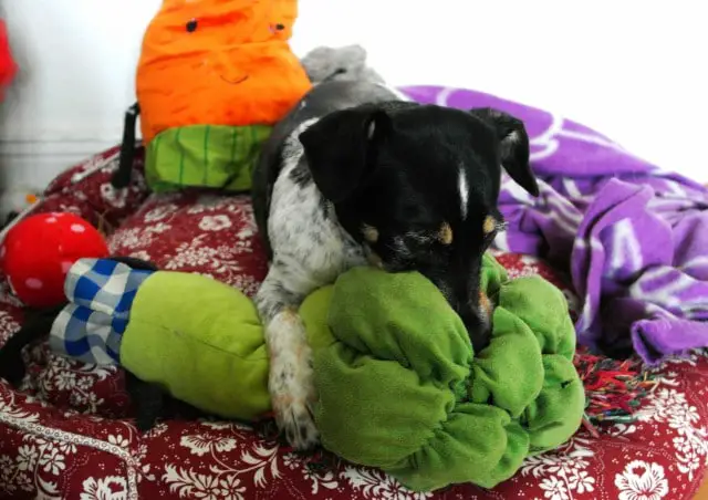 Hund mit Brokkoli im Korb