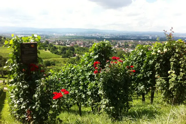 Weinwanderung bei Weil am Rhein 
