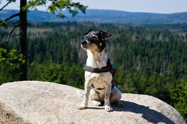 Hund im Harz - Wandern auf den Brocken 