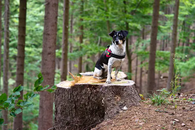 Hund im Harz 2013