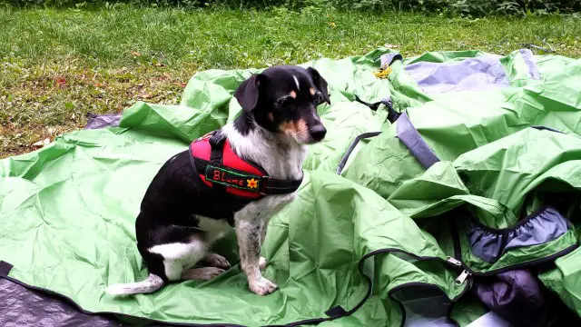 Zelten mit Hund - Zeltaufbau