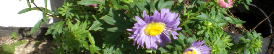 Bunte Blumen beim Blumenwichteln