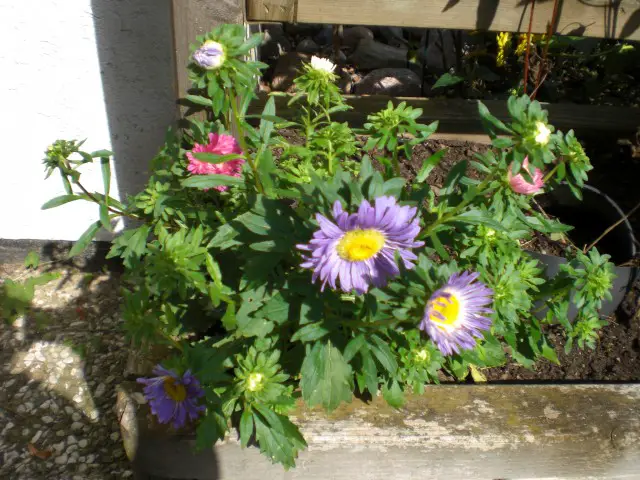 Blumenwichteln 2012 - Sommerastern von Iris