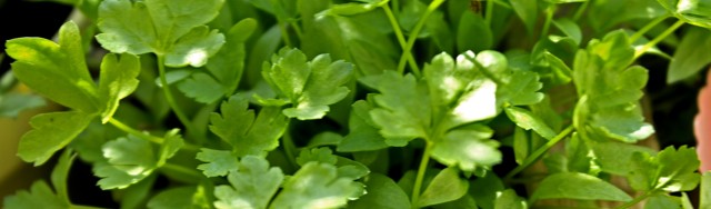 Blumenwichteln – Was wächst denn da?
