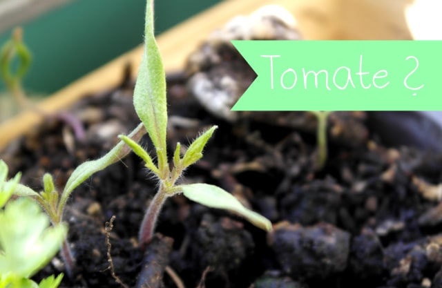 Blumenwichteln 2014 - Tomate?