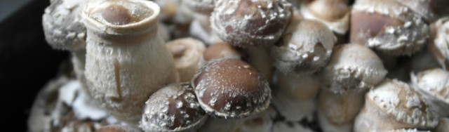 Shitake-Pilze im Wohnzimmer züchten