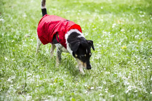 Regenjacke für Hunde selber nähen