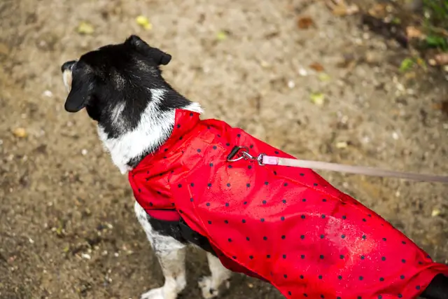 Upcycling Regenmantel für Hunde