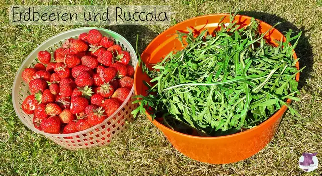 Aus dem Garten - Erdbeeren und Ruccola