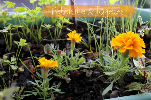 Petersilie & Tagetes - Blumenwichteln 2014