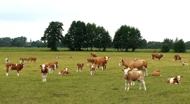 Glückliche Kühe auf Brandenburger Weide