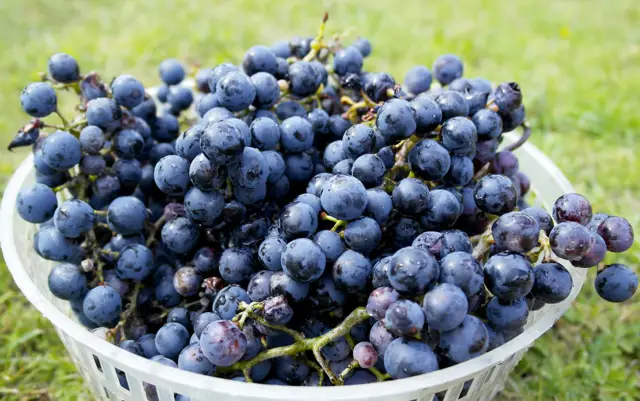 Weintrauben aus dem Garten 