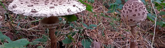 Schnitzel vom Riesenschirmpilz aus dem Wald