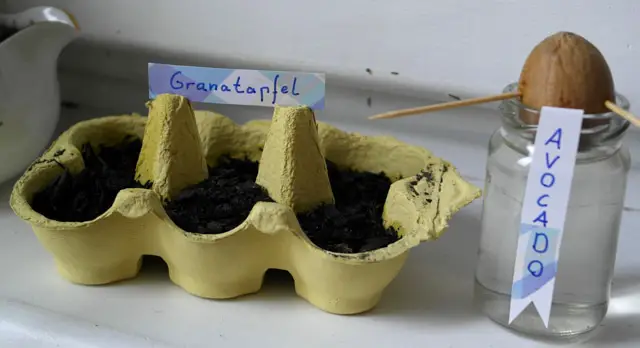 Gärtnern und Bloggen - Avocado pflanzen und Granatapfel