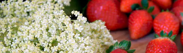 Erdbeermarmelade mit Rhabarber und Holunderblüten