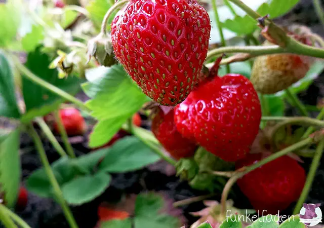 Erdbeeren im Garten 2015