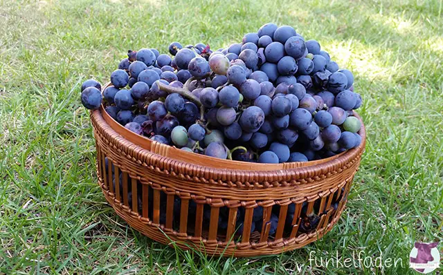 Weintrauben aus dem Schrebergarten