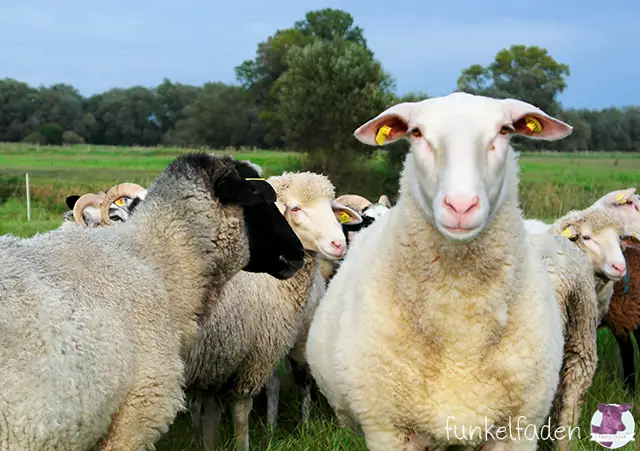 Seltene Schafsrassen in Niedersachsen