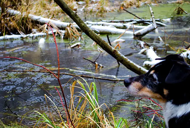 Moor und Auenlandschaft Tegeler Fließ - Ausflug mit Hund in Berlin 