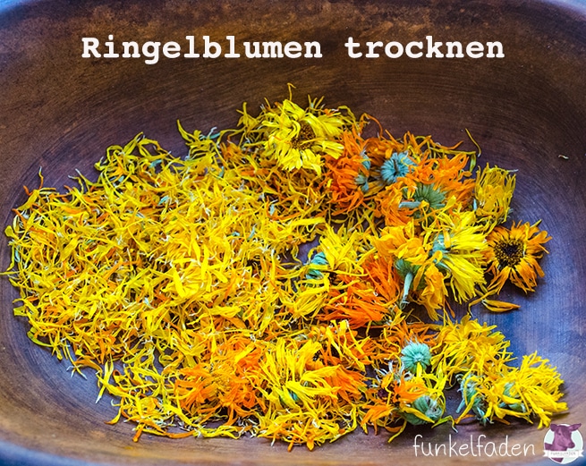 Ringelblumen trocknen für Tee und Kosmetik › Garten, Kosmetik, Natur