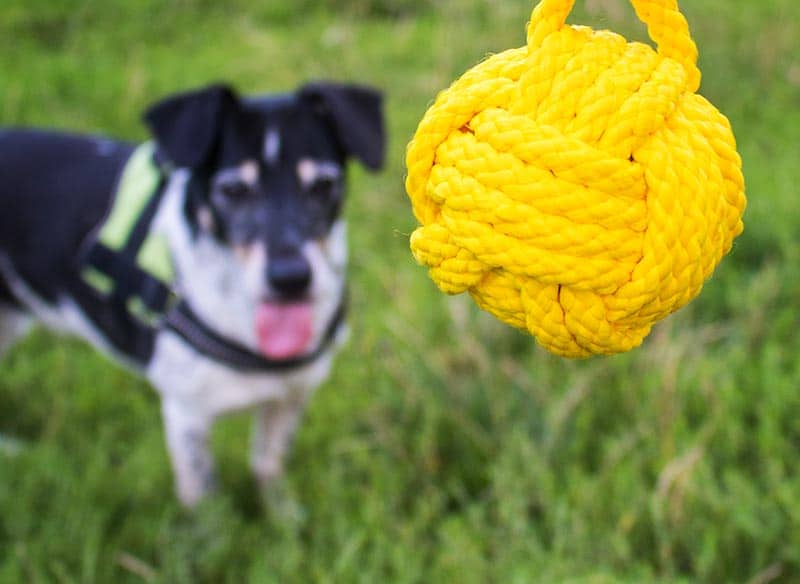 Anzeige DIYs für Hunde im Fressnapf Magazin › Tiere, Verschiedenes