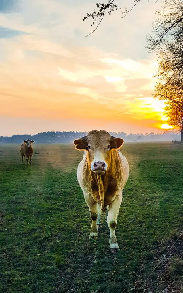 Kuh in Brandenburg auf der Wiese