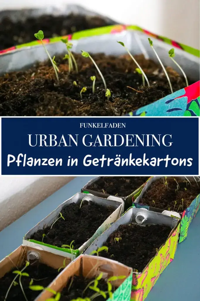 Urban Gardening Pflanzen in Milchkartons