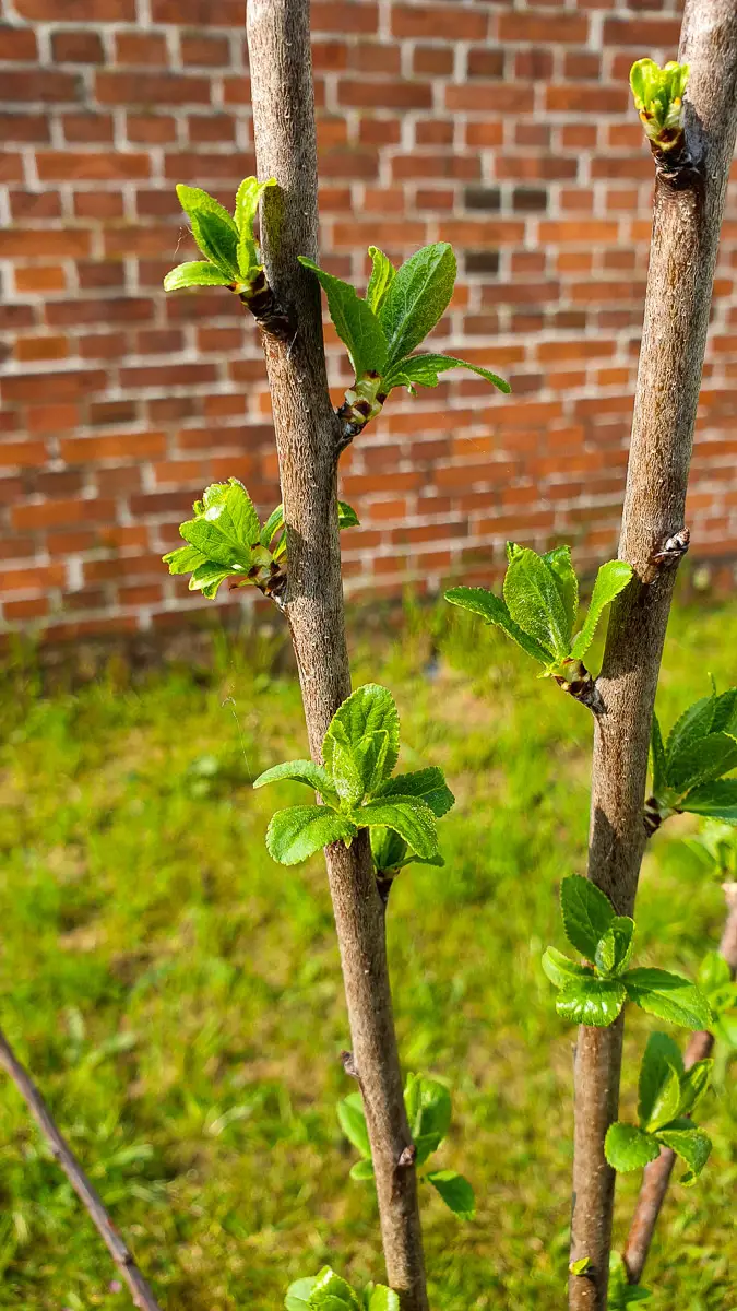 Funkelfaden Garten in Brandenburg - Apfelbaum anpflanzen