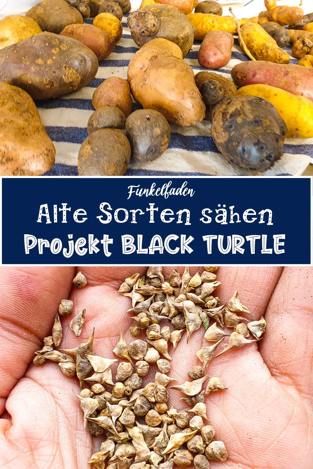 Alte sorten im Garten sähen Projekt Black Turtle