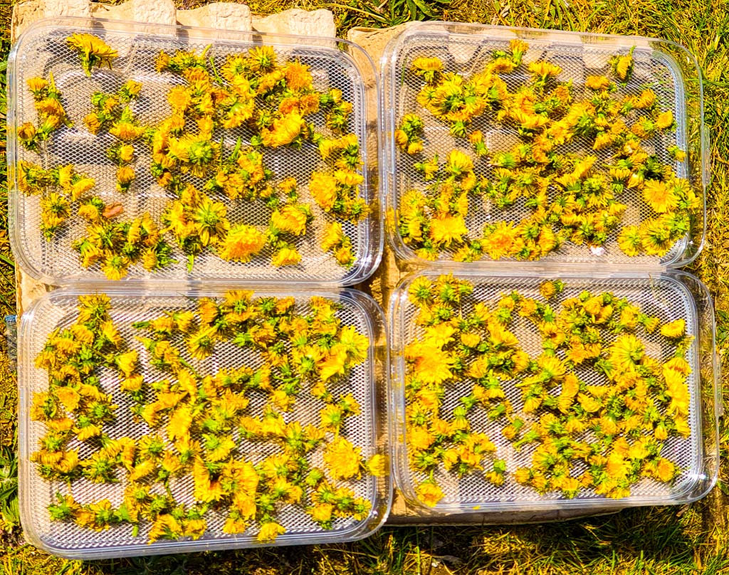 Löwenzahnblüten trocknen für Löwenzahntee
