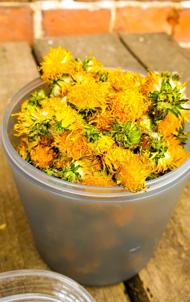 Löwenzahnblüten trocknen für Löwenzahntee