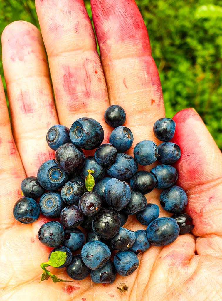 Blaubeeren im Wald sammeln + Rezept für Jagodzianki 36 Jagodzianki Blaubeerbrötchen backen mit Blaubeeren aus dem Wald