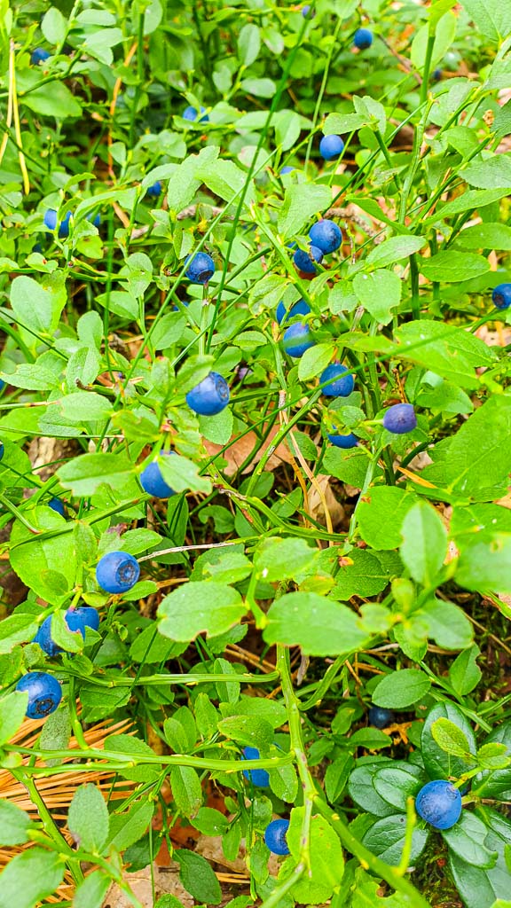 Blaubeeren im Wald sammeln + Rezept für Jagodzianki 35 Jagodzianki Blaubeerbrötchen backen mit Blaubeeren aus dem Wald