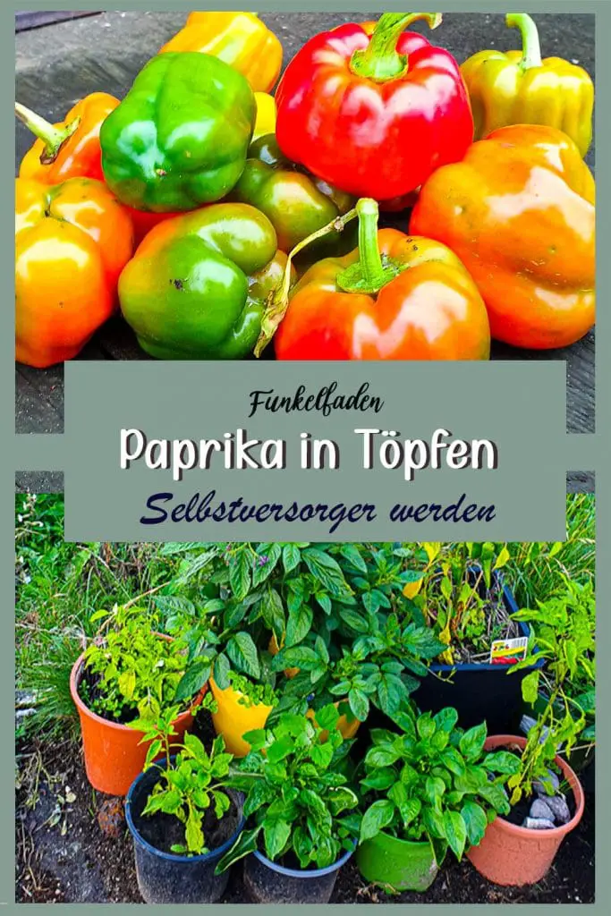 Paprika in Töpfen anbauen im Garten