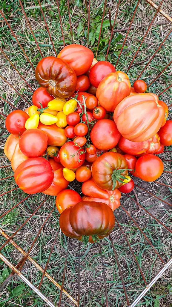 Selbstversorger Garten anlegen ganz einfach - Tomaten im Garten anpflanzen, ernten und einmachen, einfrieren