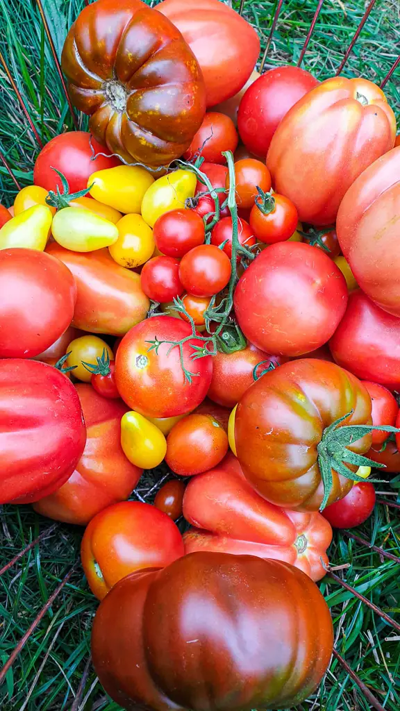 Selbstversorger Garten anlegen ganz einfach - Tomaten im Garten anpflanzen, ernten und einmachen, einfrieren