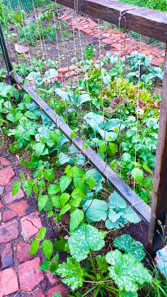 Selbstversorger Garten anlegen ganz einfach - Bohnen im Garten anpflanzen, ernten und einmachen, einfrieren