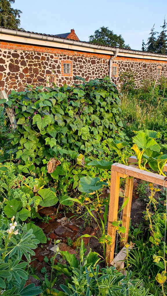 Selbstversorger Garten anlegen ganz einfach - Bohnen im Garten anpflanzen, ernten und einmachen, einfrieren