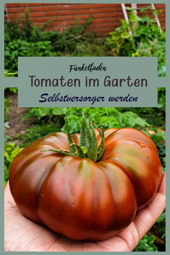 Selbstversorger werden - Tomaten im Garten anbauen