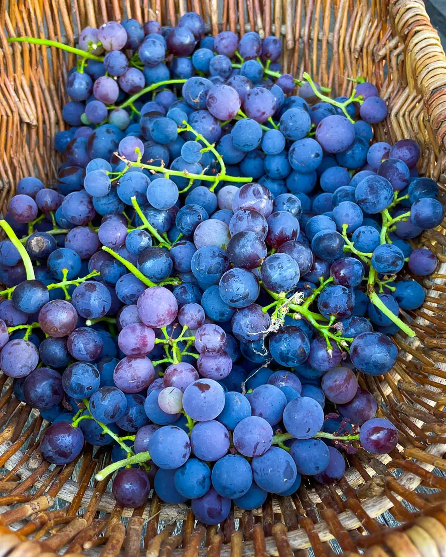 Weintrauben im Garten 2022