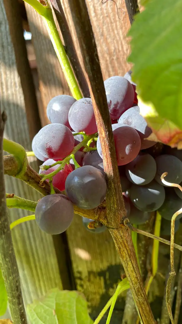 Weintrauben im Garten 2022